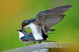 Frisky Swallows_53720